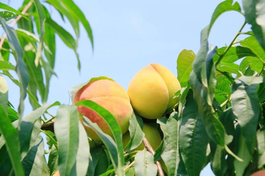 人工种植,人工除草为了防止虫蛀和鸟儿捣乱果农在烈日下为桃子套上